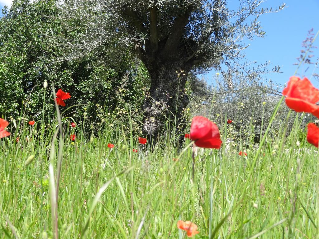 Les 4 Elements Panzió Tourrettes-sur-Loup Kültér fotó